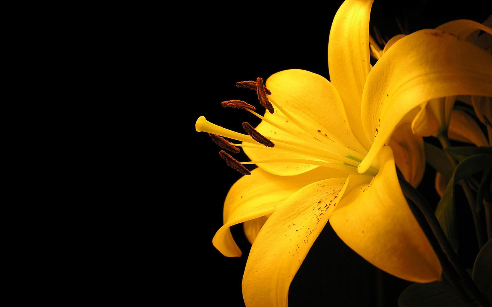 Black And Yellow Meaning 9 Desktop Wallpaper ...