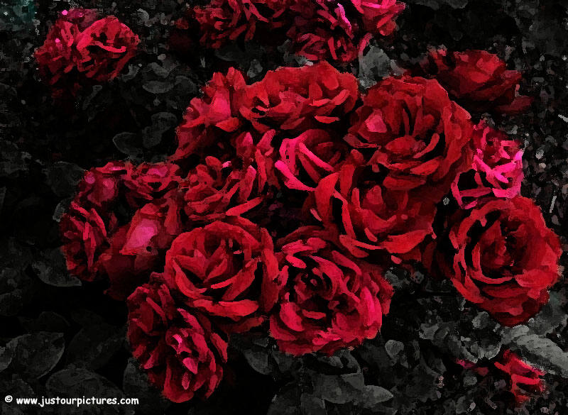 Red And Black Rose Wallpapers 5 Cool Hd Wallpaper ...