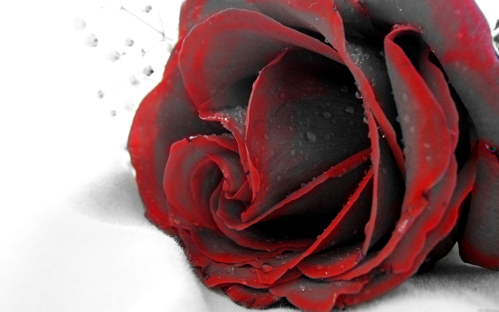 Red And Black Rose Wallpapers 25 Background Wallpaper ...