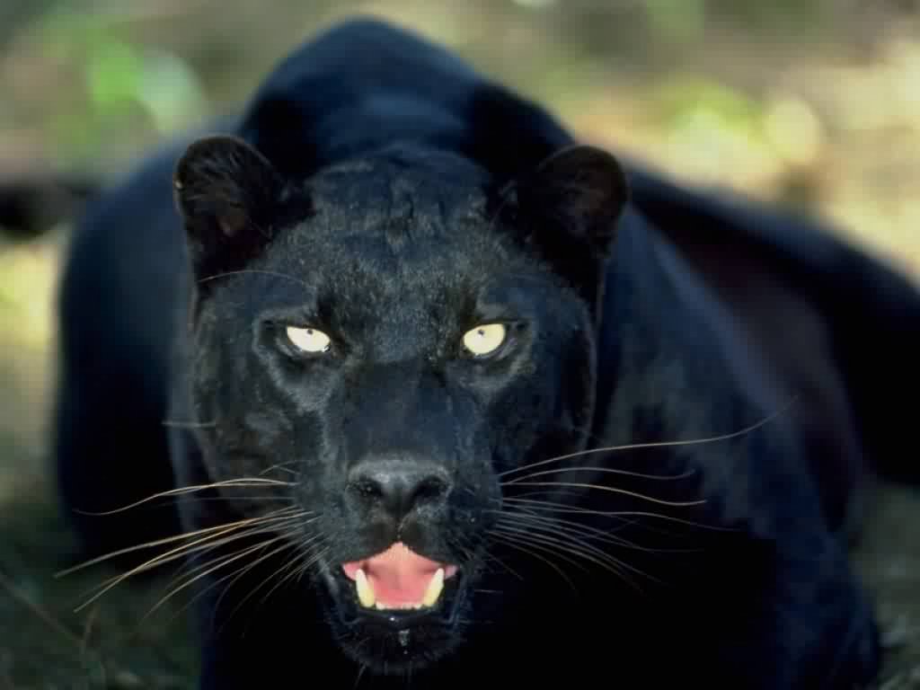 Black Panthers 13 Hd Wallpaper Hdblackwallpapercom