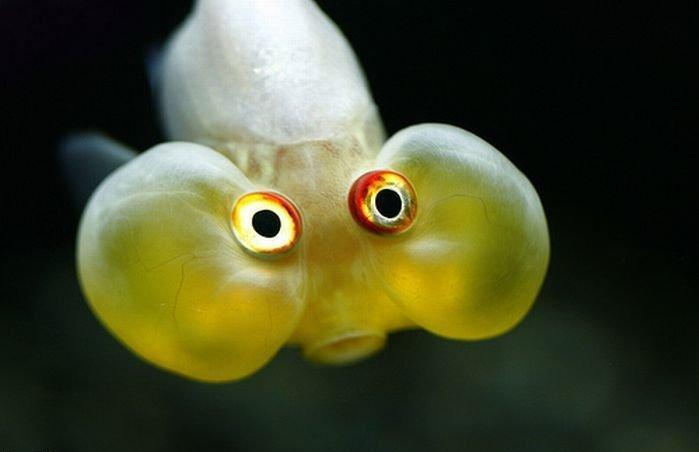 RÃ©sultat de recherche d'images pour "cute  fish"