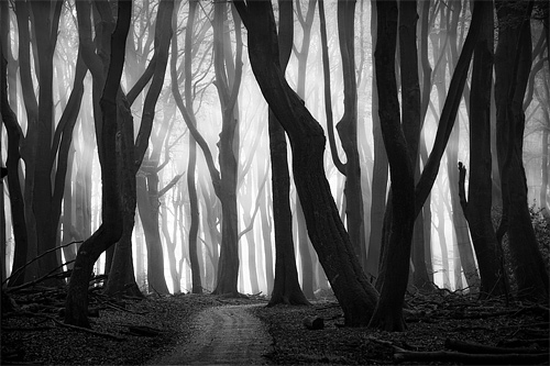 Black And White Images Of Trees 14 High Resolution Wallpaper