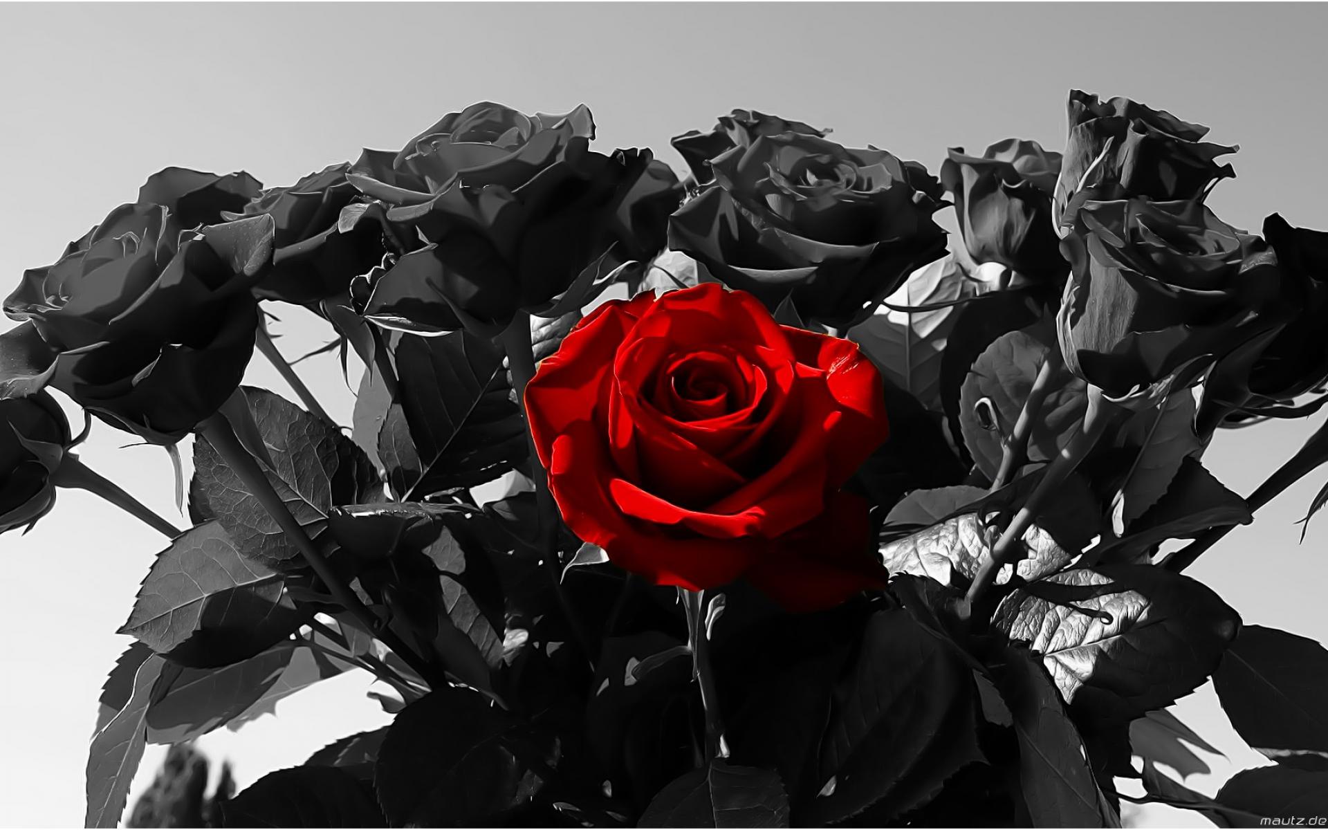 Red And Black  Rose  Wallpapers  12 Widescreen Wallpaper  